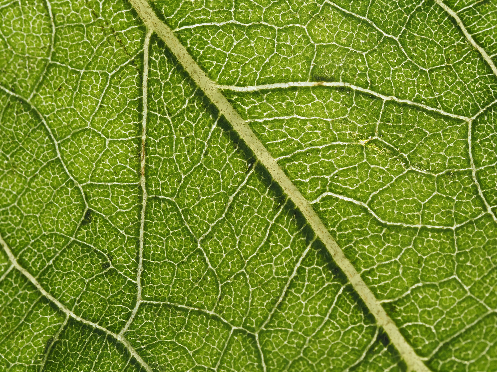 Background texture